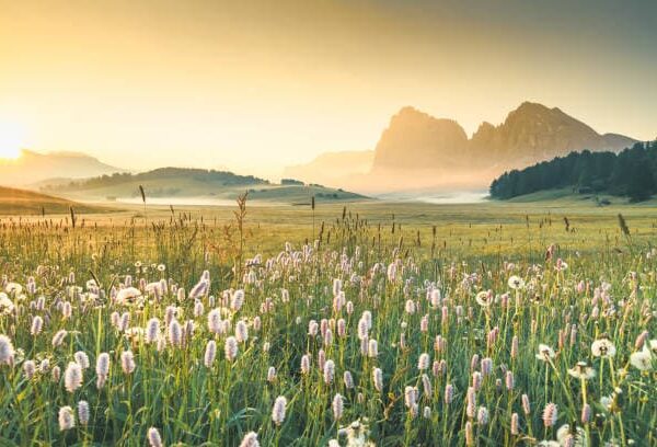 3 Reasons Why Conservation Is So Important